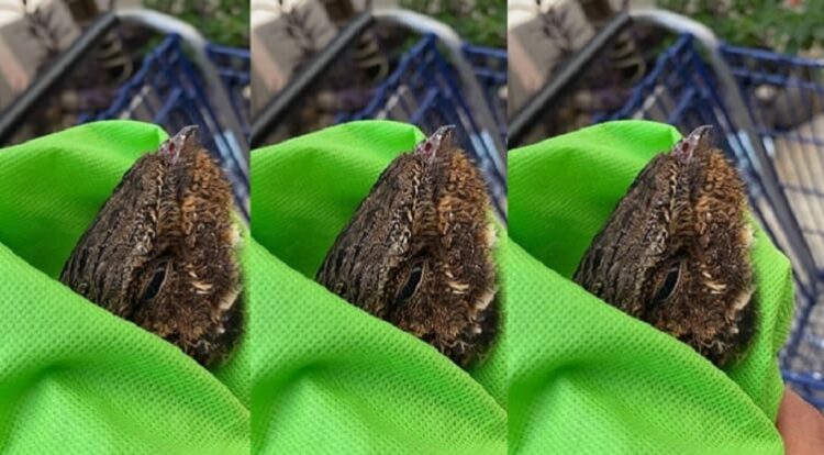 Rescatan en Madero ave en peligro de extinción