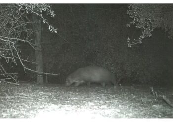 Investigan foto de “raro animal” en Texas