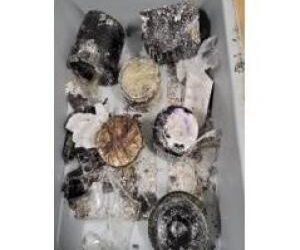 Lo detienen con femtanilo en aeropuerto de NY