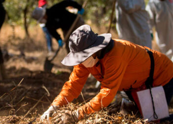 Encuentran fosa clandestina con tres cuerpos en Irapuato, Guanajuato