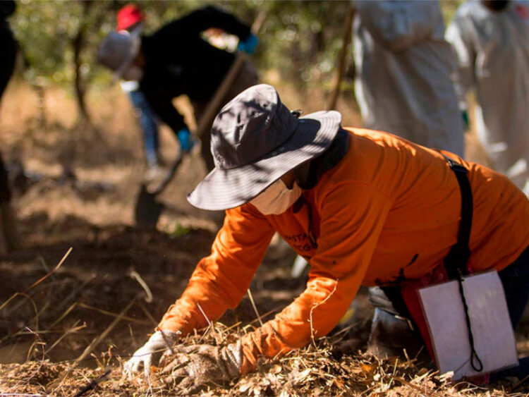 Encuentran fosa clandestina con tres cuerpos en Irapuato, Guanajuato