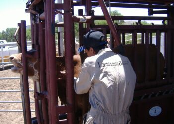 Avanza plan estratégico para erradicar tuberculosis bovina de México