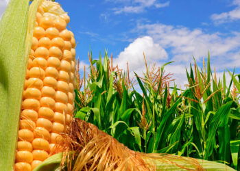 Agro advierte riesgo por cierre de financiera rural