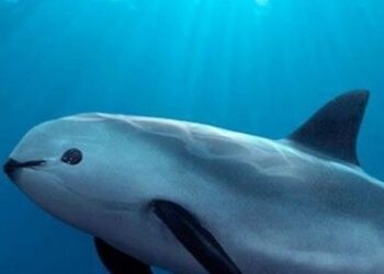México y Sea Shepherd liberan de redes la zona protegida de la vaquita marina