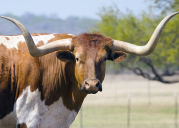 Buscan combatir fiebre en ganado de Texas