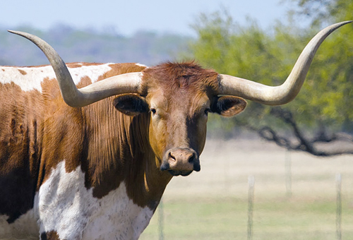 Buscan combatir fiebre en ganado de Texas