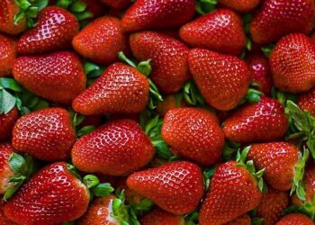 Fresa mexicana entre lo más exportado a EU