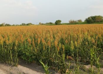 Productores de sorgo de Nayarit viven crisis que podría llevarlos a la quiebra