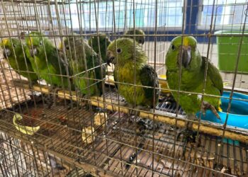 Rescatan mil 500 aves del tráfico de especies en la Ciudad de México
