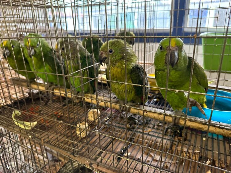 Rescatan mil 500 aves del tráfico de especies en la Ciudad de México