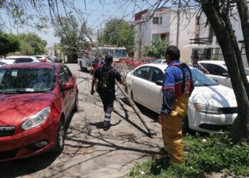 Podará Ayuntamiento 14 árboles que son riesgo para la población en Victoria