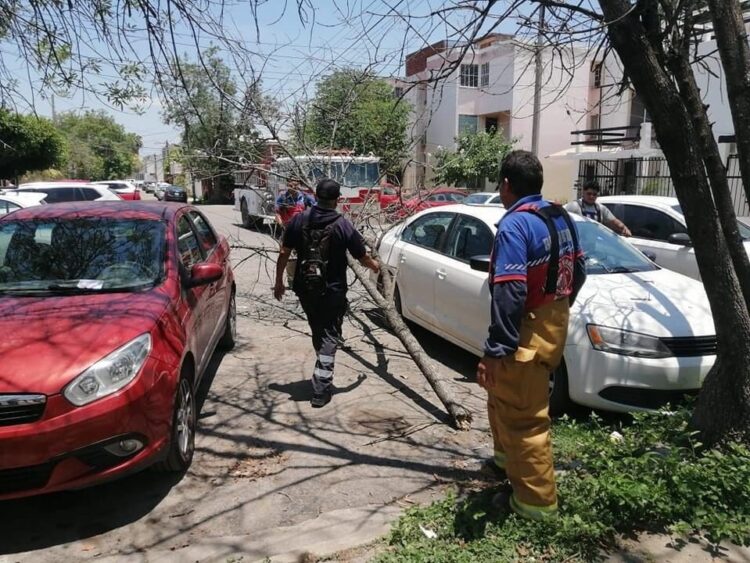 Podará Ayuntamiento 14 árboles que son riesgo para la población en Victoria