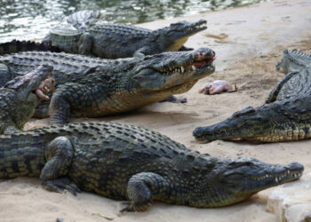 Granjero de cocodrilos es ‘devorado’ por sus reptiles tras caer a su recinto por accidente