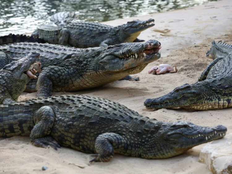Granjero de cocodrilos es ‘devorado’ por sus reptiles tras caer a su recinto por accidente