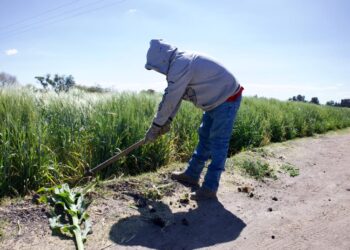 Desesperación en el campo de México por falta de estímulos y caída de rentabilidad 