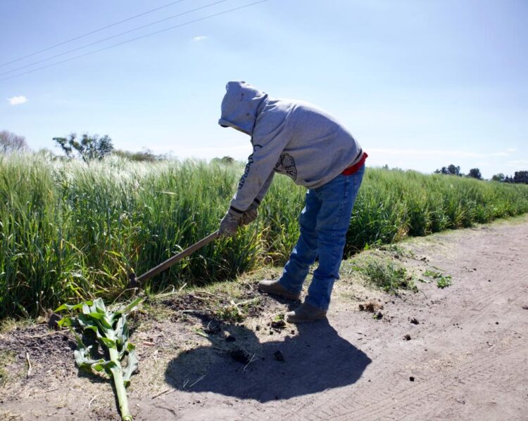 Desesperación en el campo de México por falta de estímulos y caída de rentabilidad 