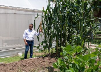 Obtiene la UAT una nueva variedad de maíz nativo en Güémez