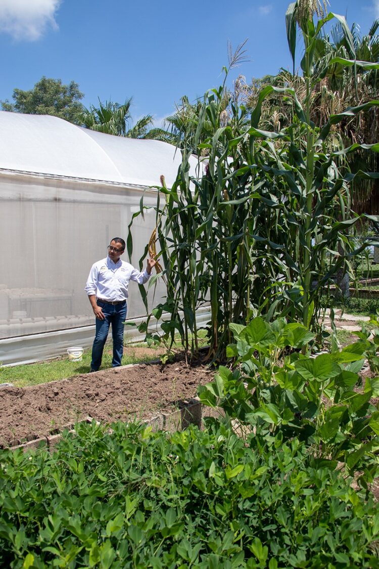 Obtiene la UAT una nueva variedad de maíz nativo en Güémez