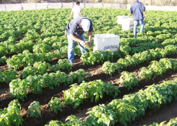 Amplía Agricultura insumos permitidos para producción de alimentos orgánicos mexicanos