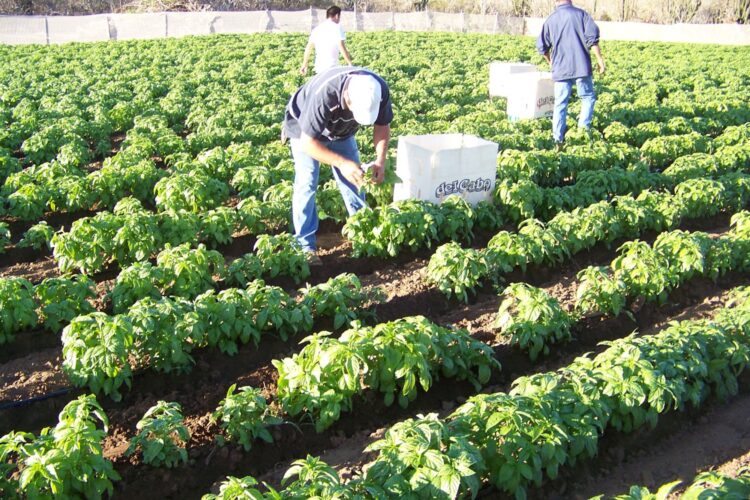 Amplía Agricultura insumos permitidos para producción de alimentos orgánicos mexicanos