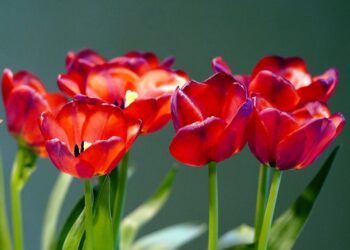 Rosas que Conquistan Corazones: Historia y Curiosidades de obsequiarlas