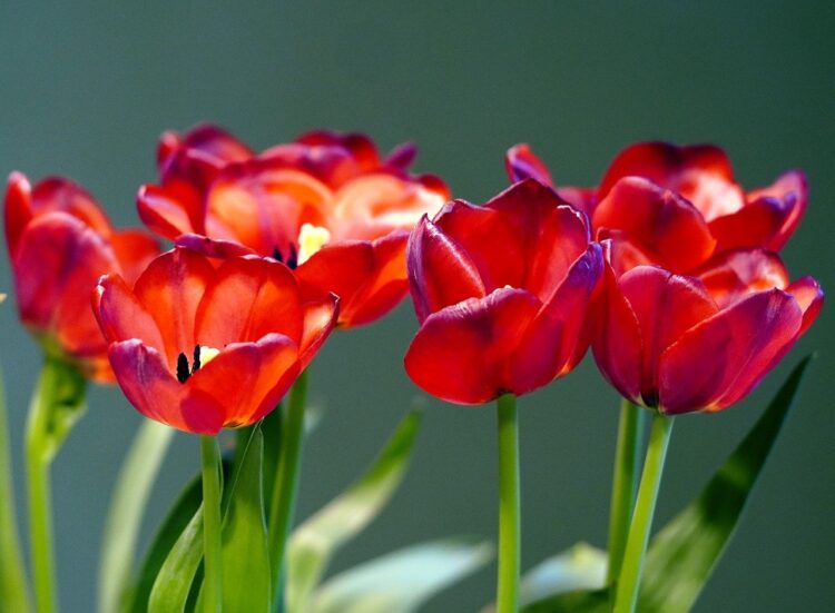 Rosas que Conquistan Corazones: Historia y Curiosidades de obsequiarlas