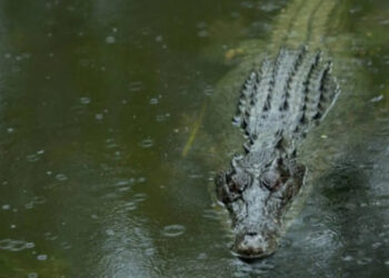 Abuelita rescata a su nieto de ataque de cocodrilo y termina fuertemente herida