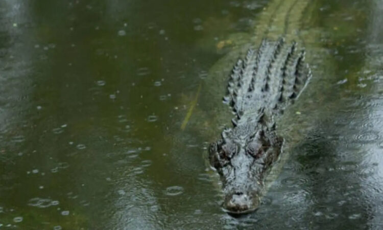 Abuelita rescata a su nieto de ataque de cocodrilo y termina fuertemente herida