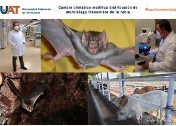 Cambio climático modifica distribución de murciélago transmisor de la rabia