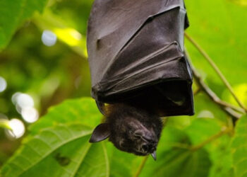 Murciélago muerde a un hombre y provoca primer caso de rabia desde el 2005 en Tlaxcala