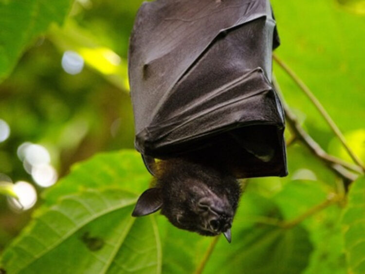 Murciélago muerde a un hombre y provoca primer caso de rabia desde el 2005 en Tlaxcala
