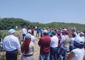 Reforesta SEDUMA con mangle zona de la playa La Pesca