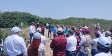 Reforesta SEDUMA con mangle zona de la playa La Pesca