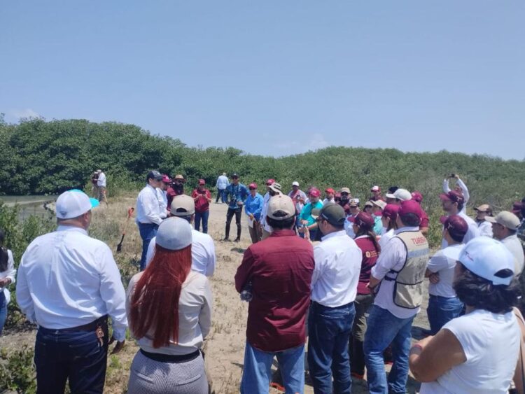 Reforesta SEDUMA con mangle zona de la playa La Pesca