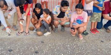 Liberan primeras crías de la temporada de tortuga lora en Soto la Marina, Tamaulipas