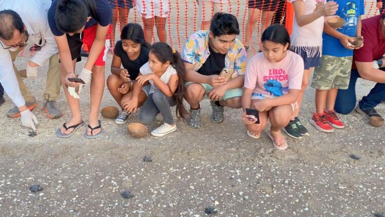 Liberan primeras crías de la temporada de tortuga lora en Soto la Marina, Tamaulipas