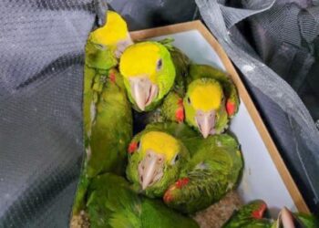 Hasta pericos contrabandean los gringos