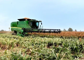 Exigen sorgueros de Tamaulipas a AMLO y Villalobos precios justos a cosechas