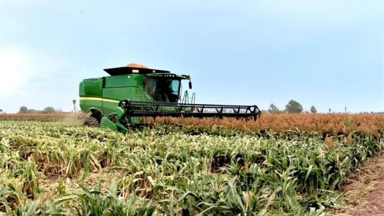 Exigen sorgueros de Tamaulipas a AMLO y Villalobos precios justos a cosechas