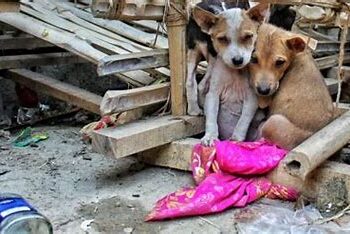 Siete de cada 10 mascotas en México sufren maltrato, revela estudio del Senado