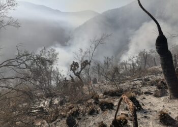 Incendio forestal afecta reserva ecológica “El Cielo” en Jaumave, Tamaulipas
