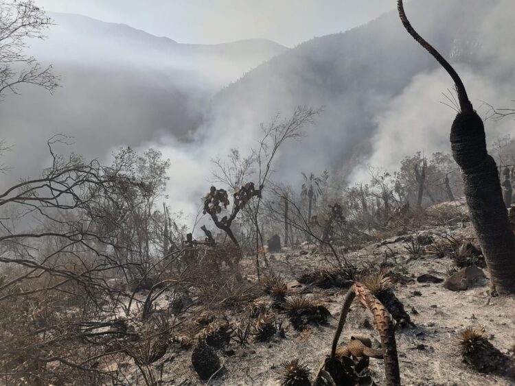 Incendio forestal afecta reserva ecológica “El Cielo” en Jaumave, Tamaulipas