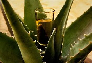 Exporta México 6.4 millones de litros de mezcal de 331 marcas elaborados en 13 estados