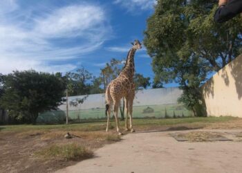Despiden a la jirafa Rafa que vivió tres años y medio en el Zoológico Tamatán
