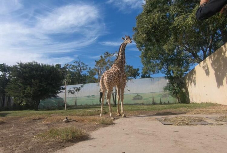 Despiden a la jirafa Rafa que vivió tres años y medio en el Zoológico Tamatán
