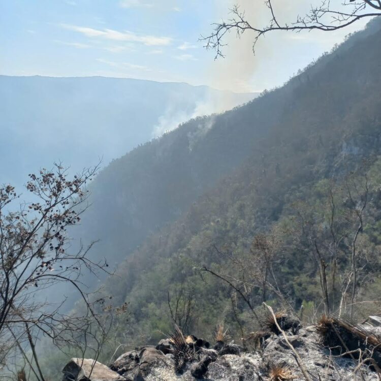 Se queman 34 hectáreas de “El Infiernillo” en reserva ecológica “El Cielo” en Jaumave, Tamaulipas