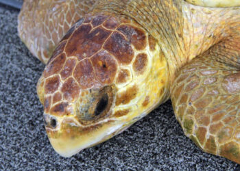 Abren investigación contra México por alta mortandad de tortuga caguama