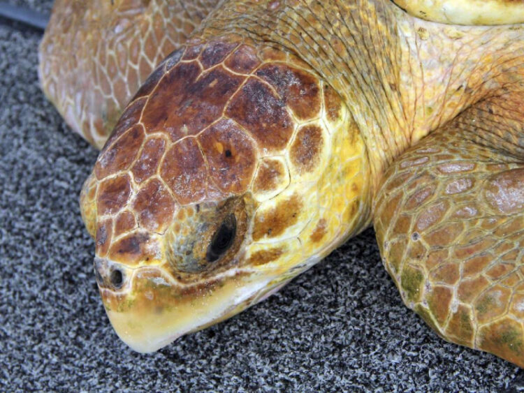 Abren investigación contra México por alta mortandad de tortuga caguama