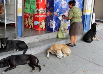 Recomiendan proteger a mascotas del sol, también sufren golpe de calor