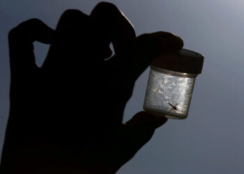 Detectan 5 casos casos de malaria en Florida y Texas, los primeros en décadas en EU